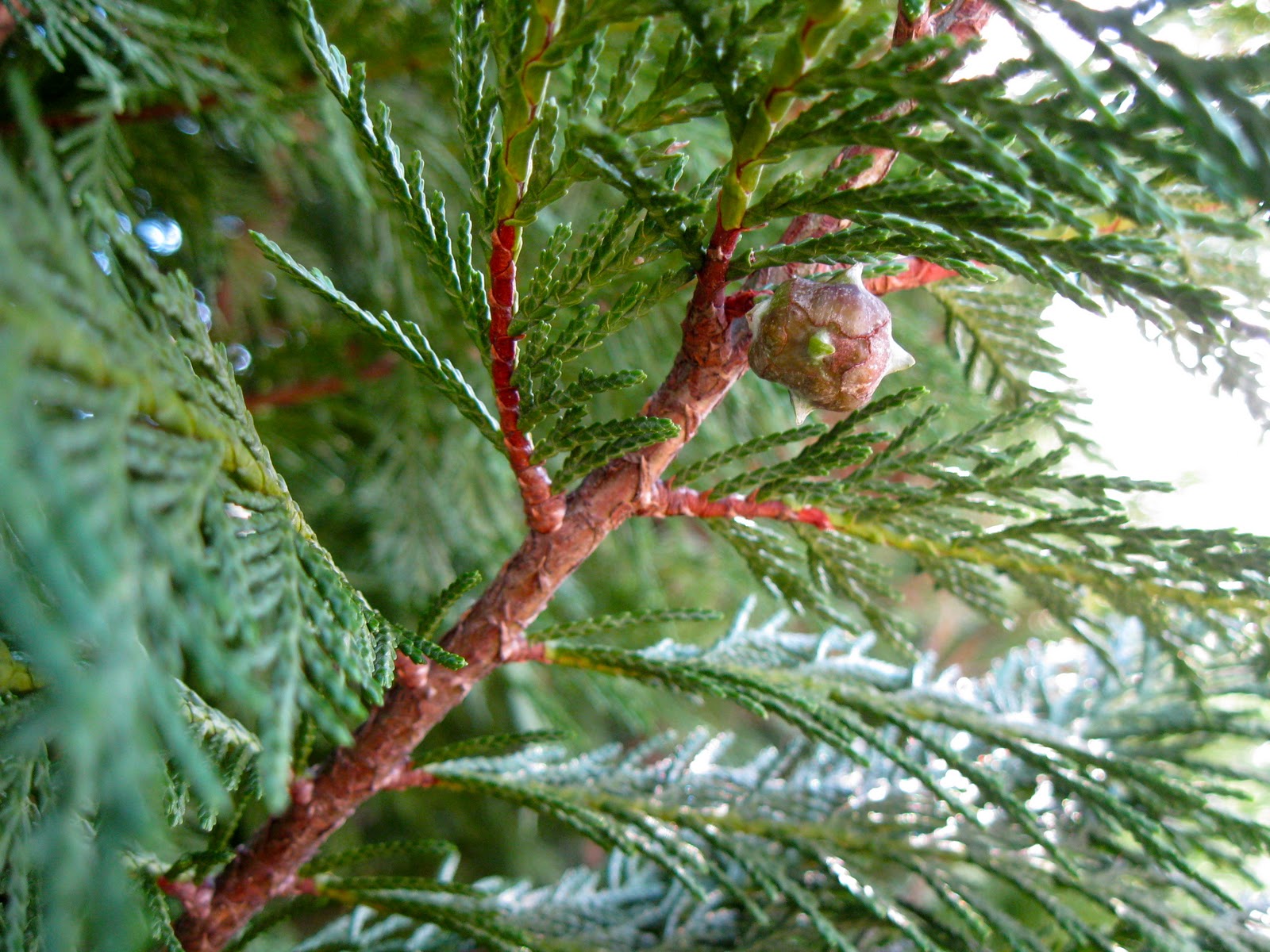 Mater Natura Designs CONIFERS, EVERGREENS AND BERRIES