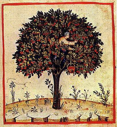 14th century illustration of a cherry picker by unknown artist.