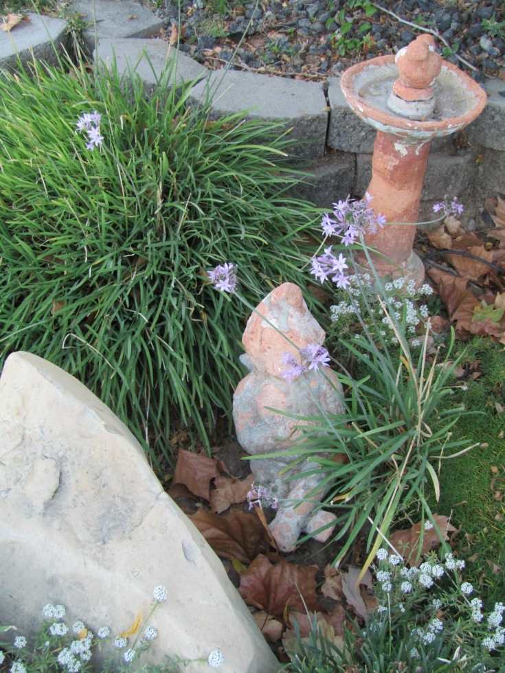 What's in Bloom at the End of October in Paso Robles? Walk with me through my Paso Robles neighborhood to see what's blooming.