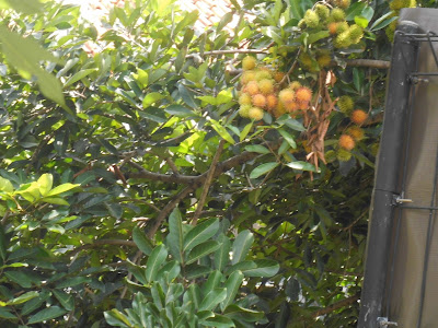 Rambutan Tree