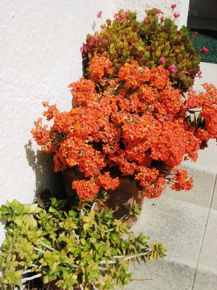 L.A. Is My Beat Spring!