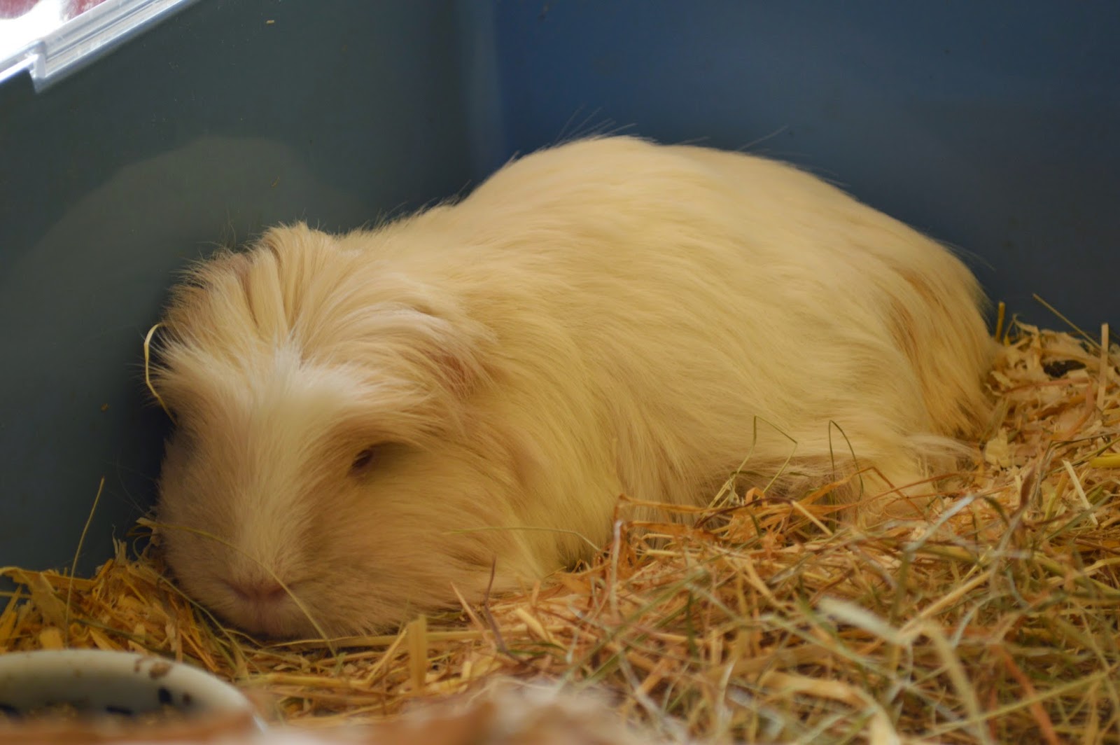 Undercover Guinea Pigs: Calendar 2014 Undercover Guinea Pigs: Calendar 2014