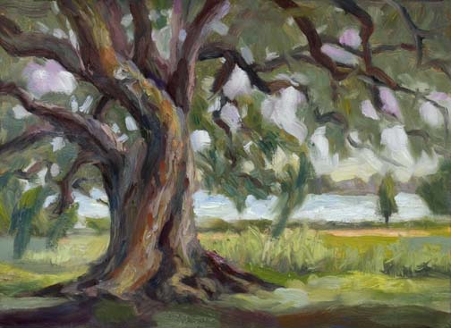 New Old Soul White Rock Lake Live Oak Tree Painting By Niki Gulley