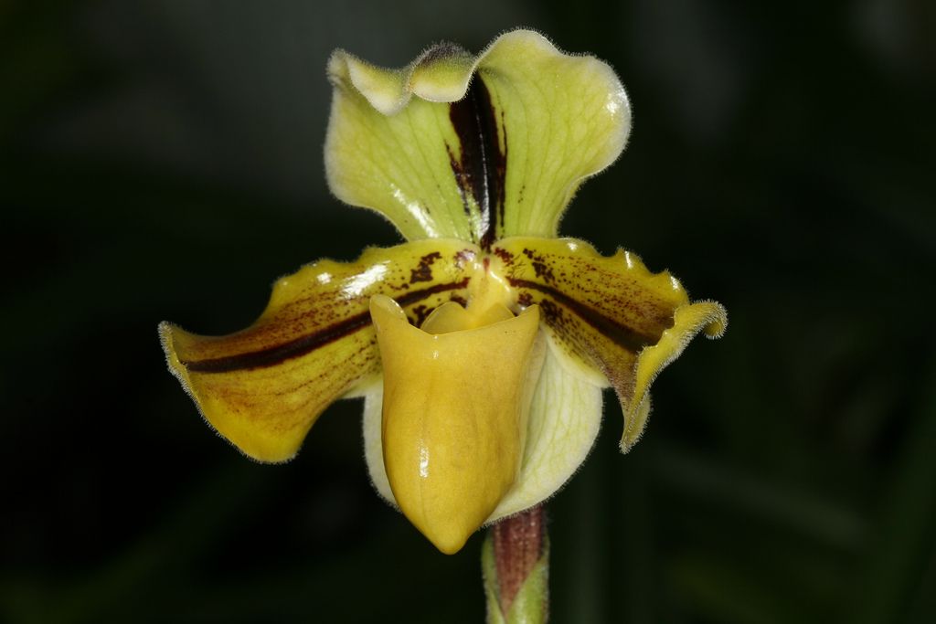 Paphiopedilum Druryi Orchid Plant Care And Culture Travaldo S Blog