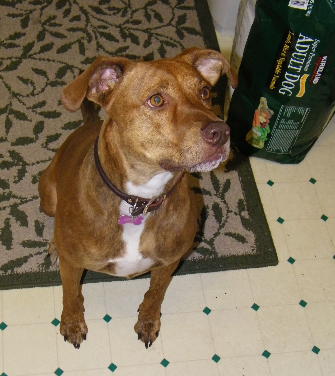 Costco Cuisine Costco Canine Cuisine Review Jerky Treat Tender Strips