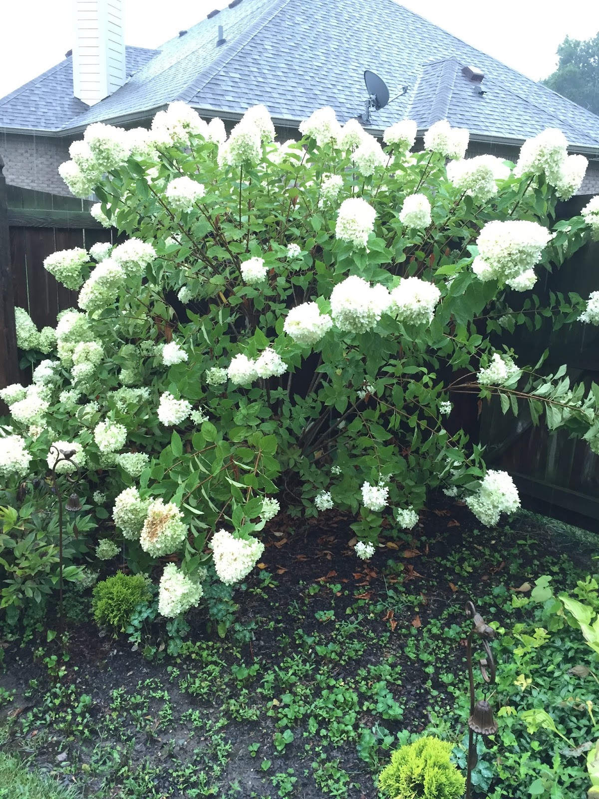 A Wall Of Limelight Hydrangeas Planted Together With Firelight