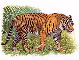 4 Penyebab Harimau Jawa Punah Satwa Foresteract Com