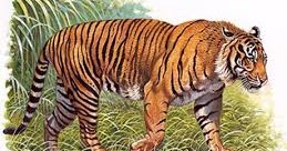 4 Penyebab Harimau Jawa Punah Satwa Foresteract Com