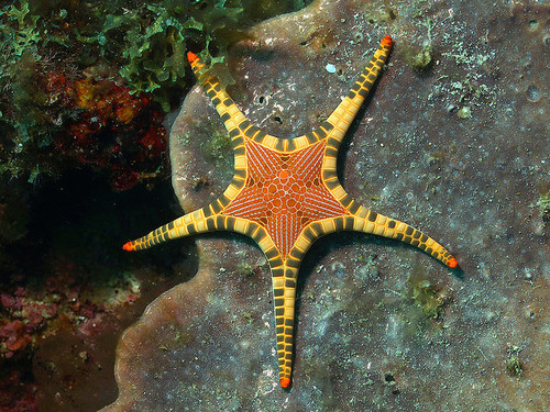 Beautiful Starfish in the World