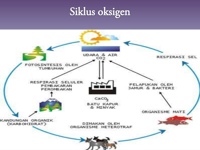 Pengertian Daur Oksigen