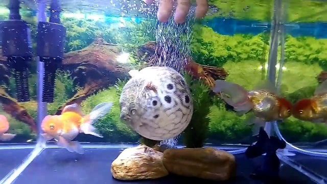 Gambar Ikan Buntal Lucu dari Jenis Air Laut tidak Beracun Gambar Ikan Buntal Lucu dari Jenis Air Laut tidak Beracun