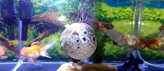Gambar Ikan Buntal Lucu dari Jenis Air Laut tidak Beracun