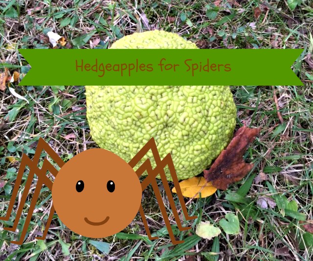 Estle Schipp Farm : Hedge-apples for Spiders: Fact or Fiction