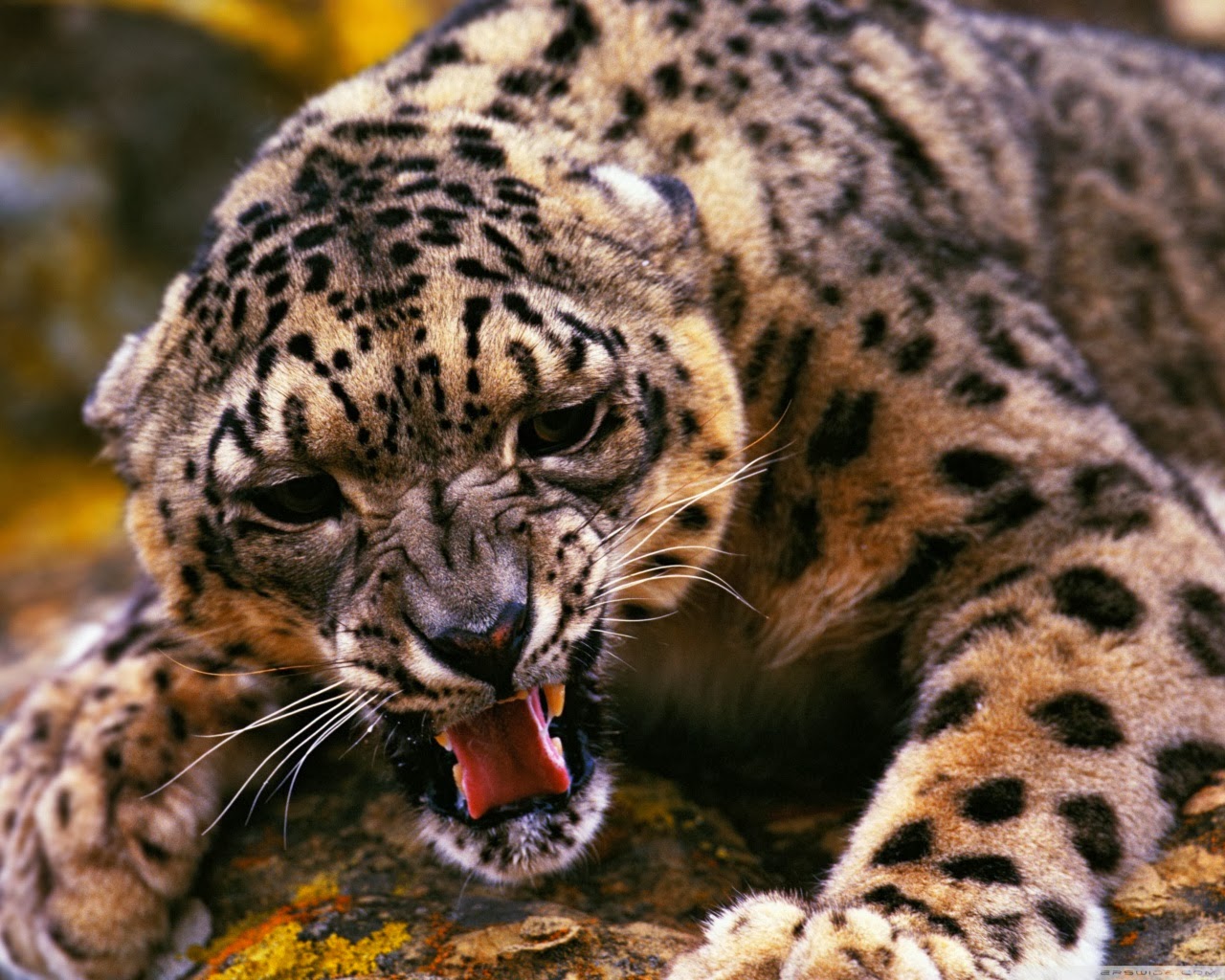 HD wallpapers පහසුවෙන් බාගමු ~ patta lanka 1