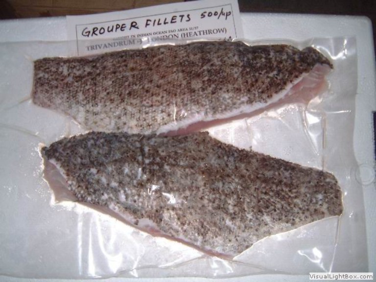 Frozen Grouper Fillets Suppliers Frozen Grouper Supplier, Grouper
