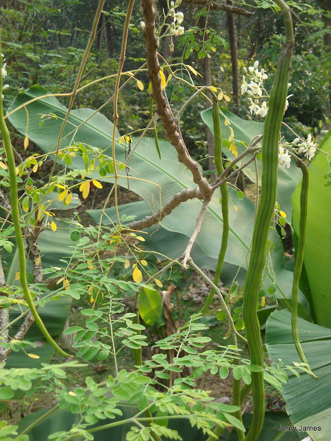 Moringa