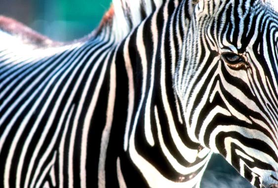 Poor Zebra k.w.e.