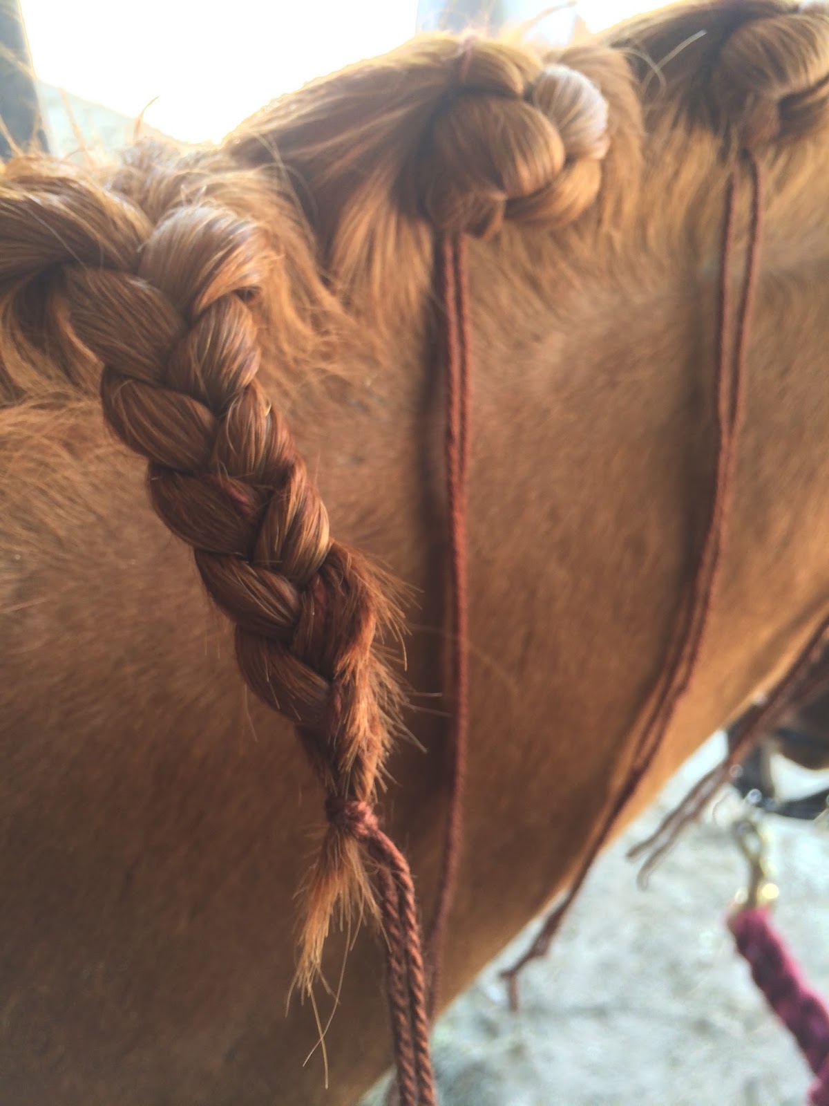 Guinness on Tap Fluffy Dutch Style Dressage Braids The Long Awaited