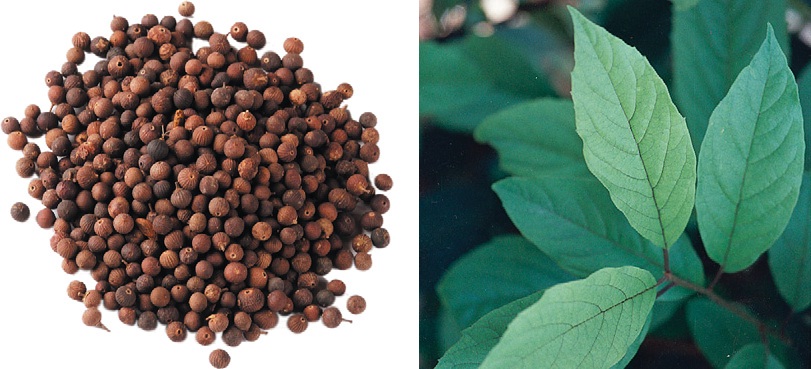 VIDANGA, Herbal Plant Herbal Medicine Plants VIDANGA, Herbal Plant Herbal Medicine Plants