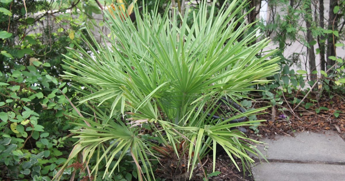 Tropical Gardening in New York City! Late July Update Zone 7 Palm Trees