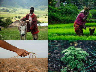 African agriculture is divided into two different types, including industrialized agriculture and subsistence agriculture. African agriculture is divided into two different types, including industrialized agriculture and subsistence agriculture.