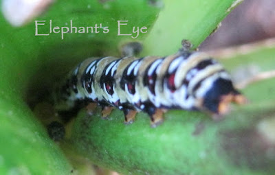 Caterpillar on Veltheimia
