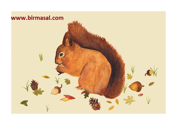 tilki ozi ile sincap munu masali bir