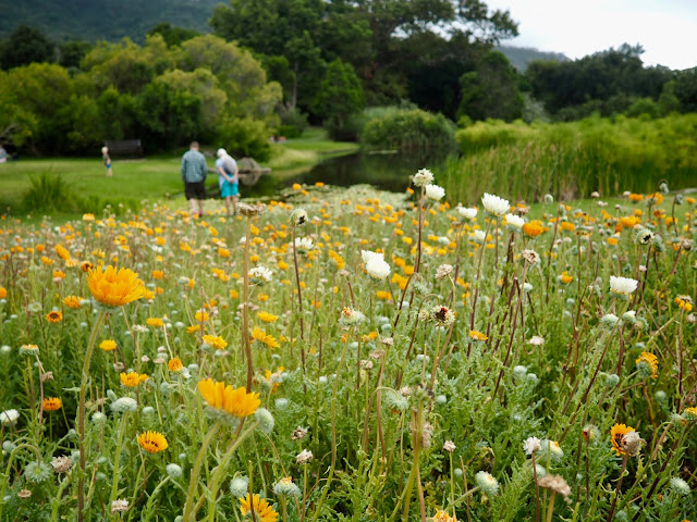 Kirstenbosch Botanic Gardens, Cape Town, South Africa