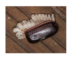 porque salen cucarachas en casa cuantas cucarachas salen de un huevo aprende a porque salen cucarachas en casa cuantas cucarachas salen de un huevo aprende a