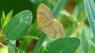 Camptogramma bilineata DSC56650