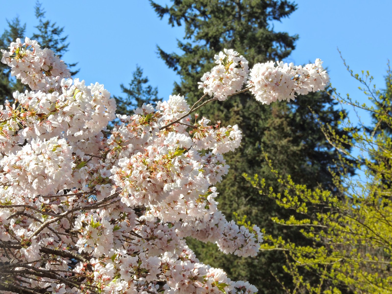 Какие деревья цветут в апреле. Миндаль цветет в Севастополе. Цветущие деревья в апреле. Что цветет в апреле. Цветущие деревья в Краснодаре в апреле.