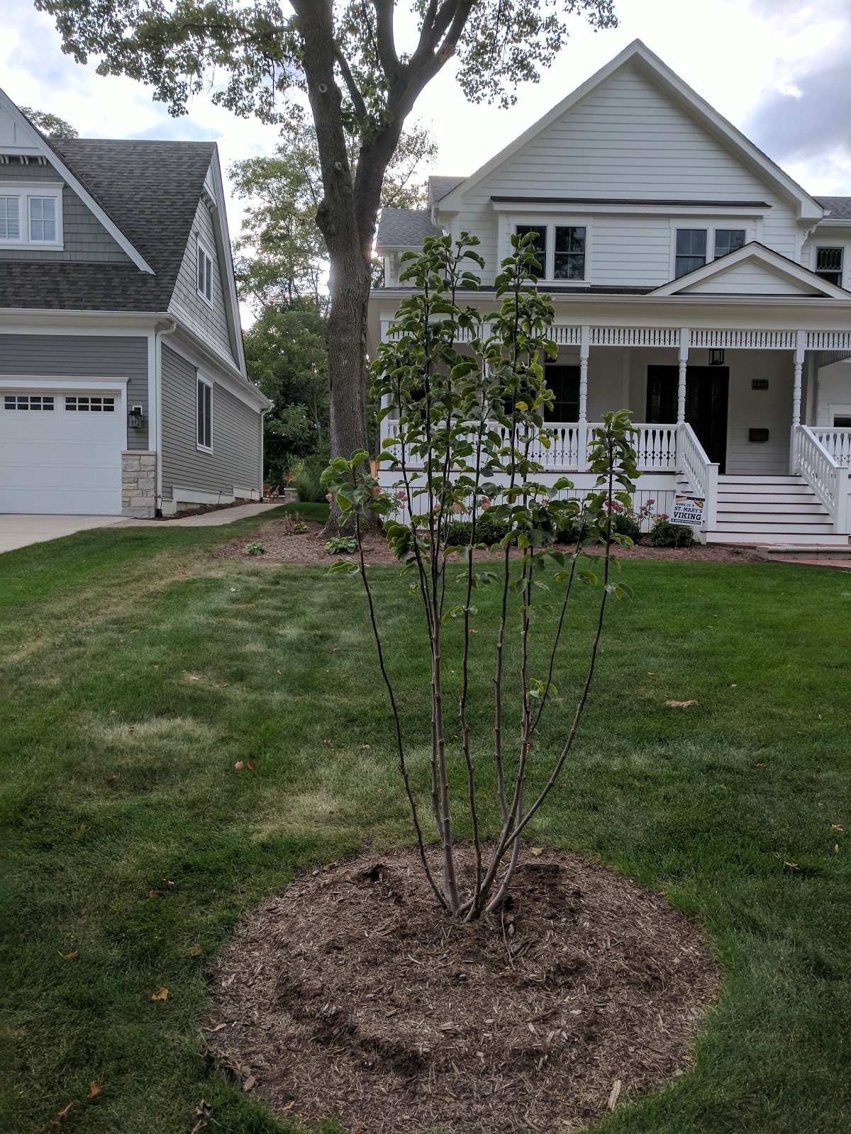 Late Summer Saucer Magnolia Tree Update