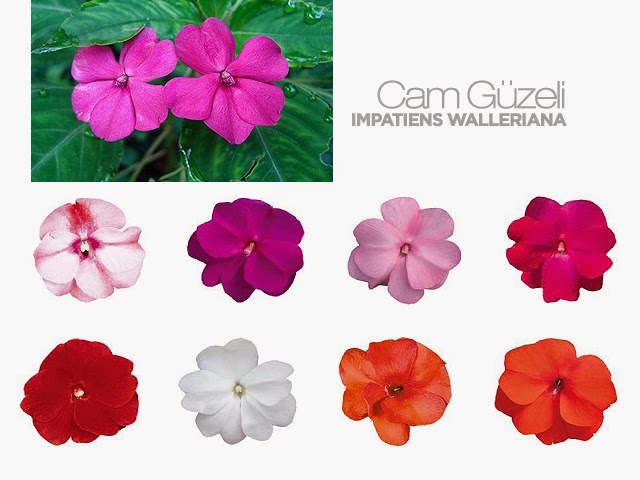 Cam Guzeli Yeni Gine Bakimi Cicek Bakimi Cicek Cesitleri Cicek Turleri Cicek Isimleri