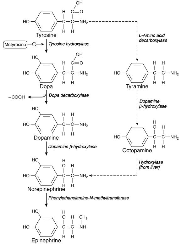 Adrenergic Transmission ~ Drugs & Therapeutics