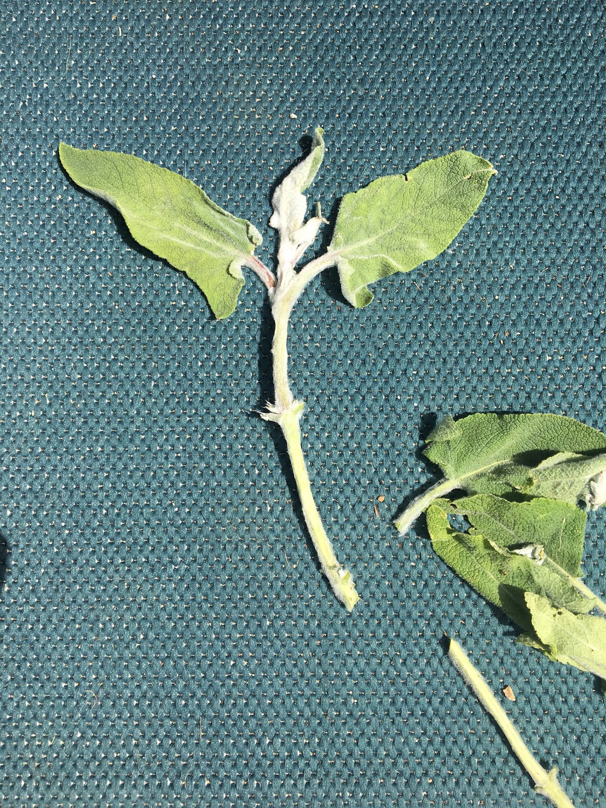Pennsylvania Street Gardens: How to root Salvia cuttings