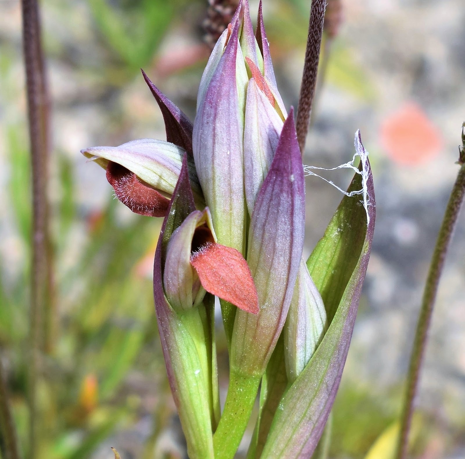 Plantas: Beleza e Diversidade: Nova época de orquídeas silvestres (XIX):  Serapião-de-língua-pequena (Serapias parviflora)