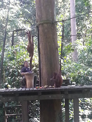 Tempat menarik di Sandakan: Sepilok Orangutan Rehabilitation Centre Sandakan