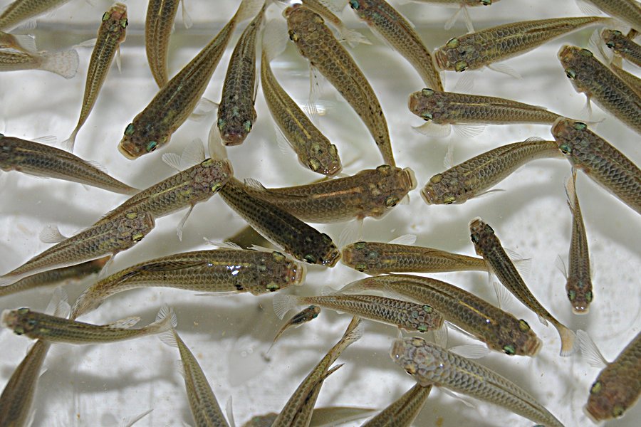 Gambusia robertsi