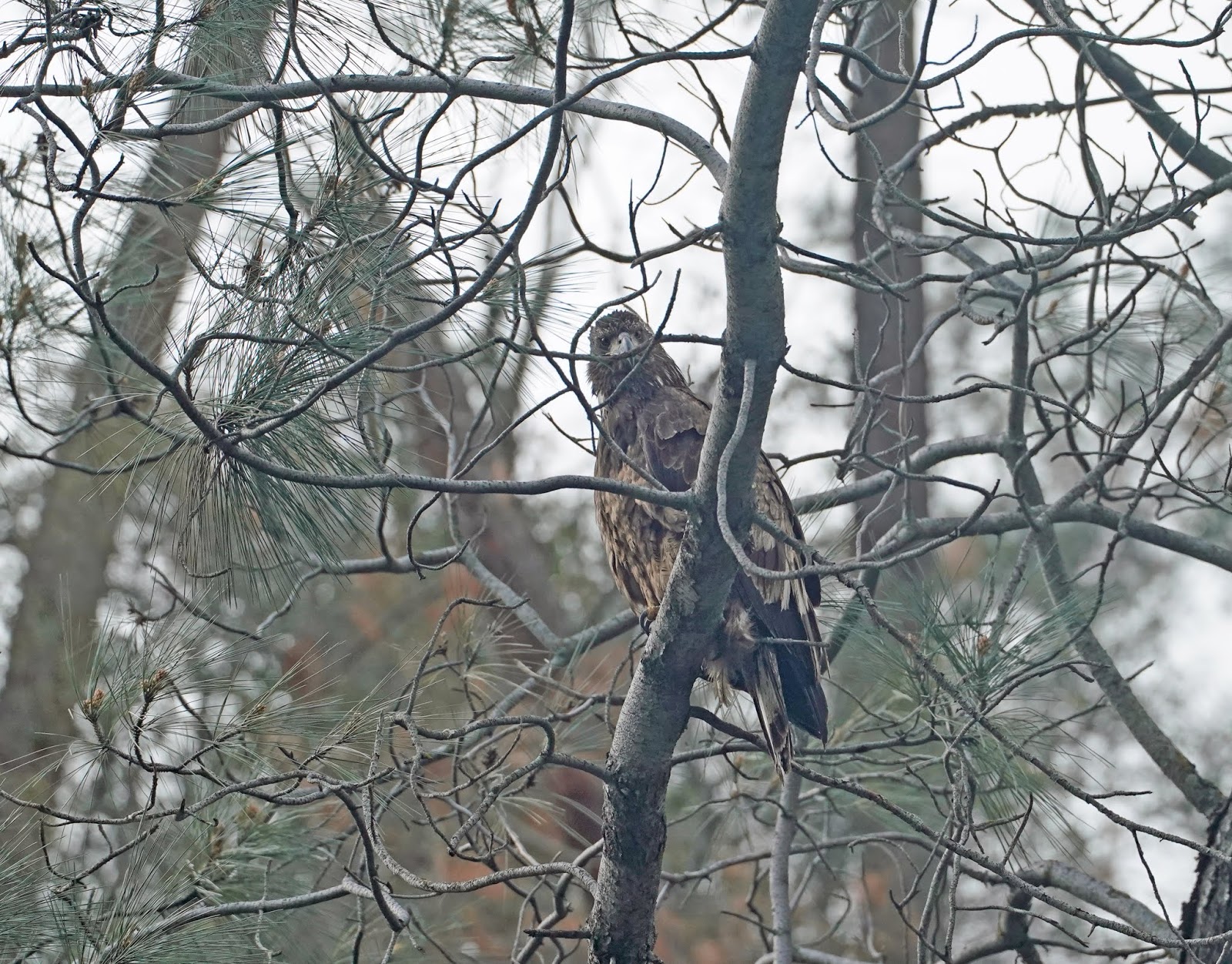 Mid Sierra Musings Millerton Lake Boat Eagle Tour 2019