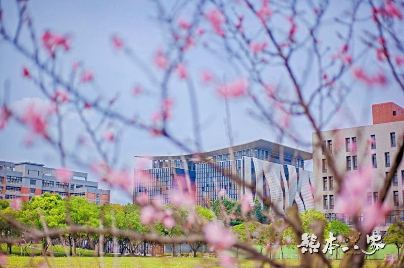 心湖櫻緣|三峽台北大學「心湖櫻花步道」-杜鵑、吉野櫻、木棉花齊綻放