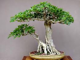 Style Untuk Tanaman Bonsai Unik
