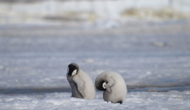 Mueren crías de pingüino por derretimiento de la Antártida