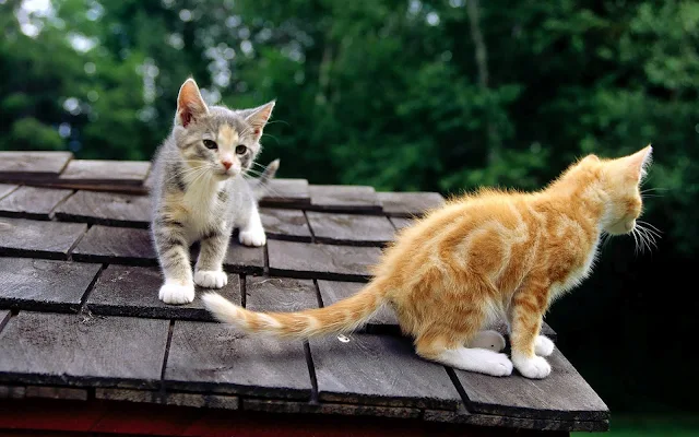 Twee katten op het dak