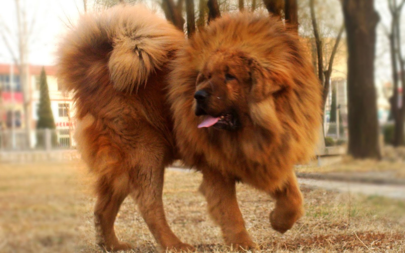 Big Dog Mastiff For Sale Big Dog Mastiff For Sale