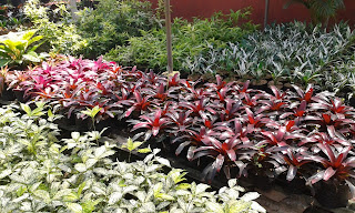 Tukang Taman Pondok Indah Tukang-Taman-Pondok-Indah