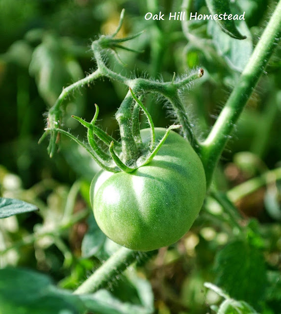 OverWintering Tomato Plants Successes and Failures Oak Hill Homestead