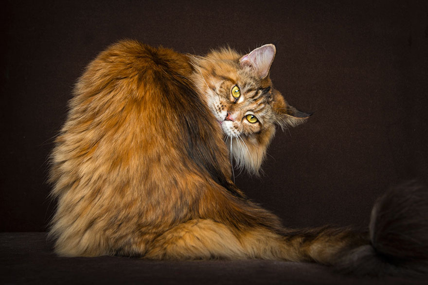 65 Breathtaking Pictures Of Maine Coons, The Largest Cats In The World 65 Breathtaking Pictures Of Maine Coons, The Largest Cats In The World