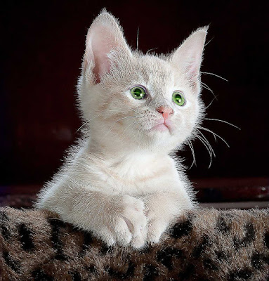 Imagenes de gatos imagenes de gatos, imagen de gatos, fotos de gatos
