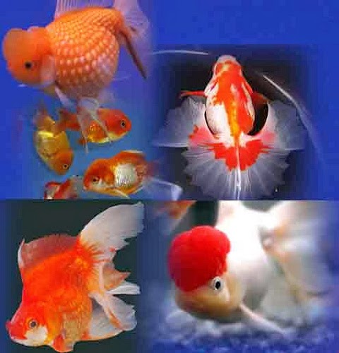 King Fish Aquarium LAPAK IKAN  HIAS 
