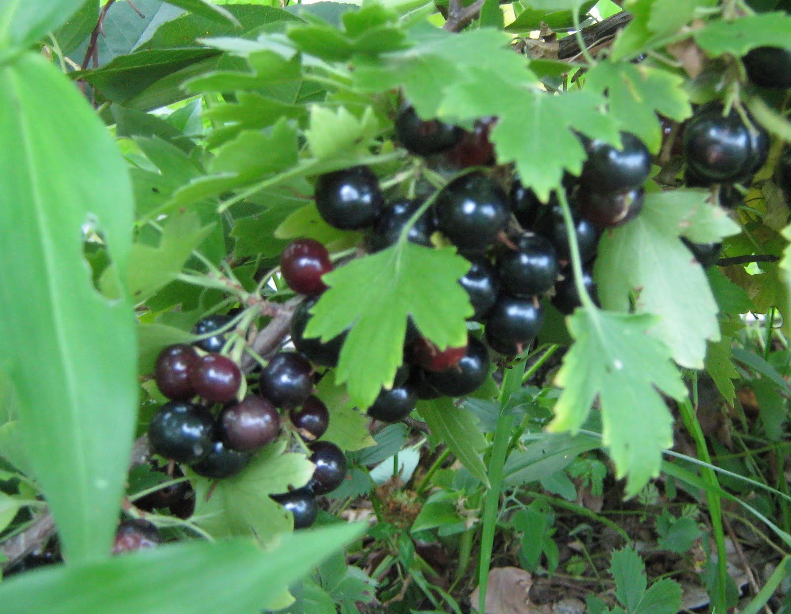Edible Forest Garden Cookery Clove Currants
